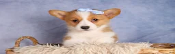 Welsh Corgi Pembroke dogs for sale: Barry🐾 - Ad 13