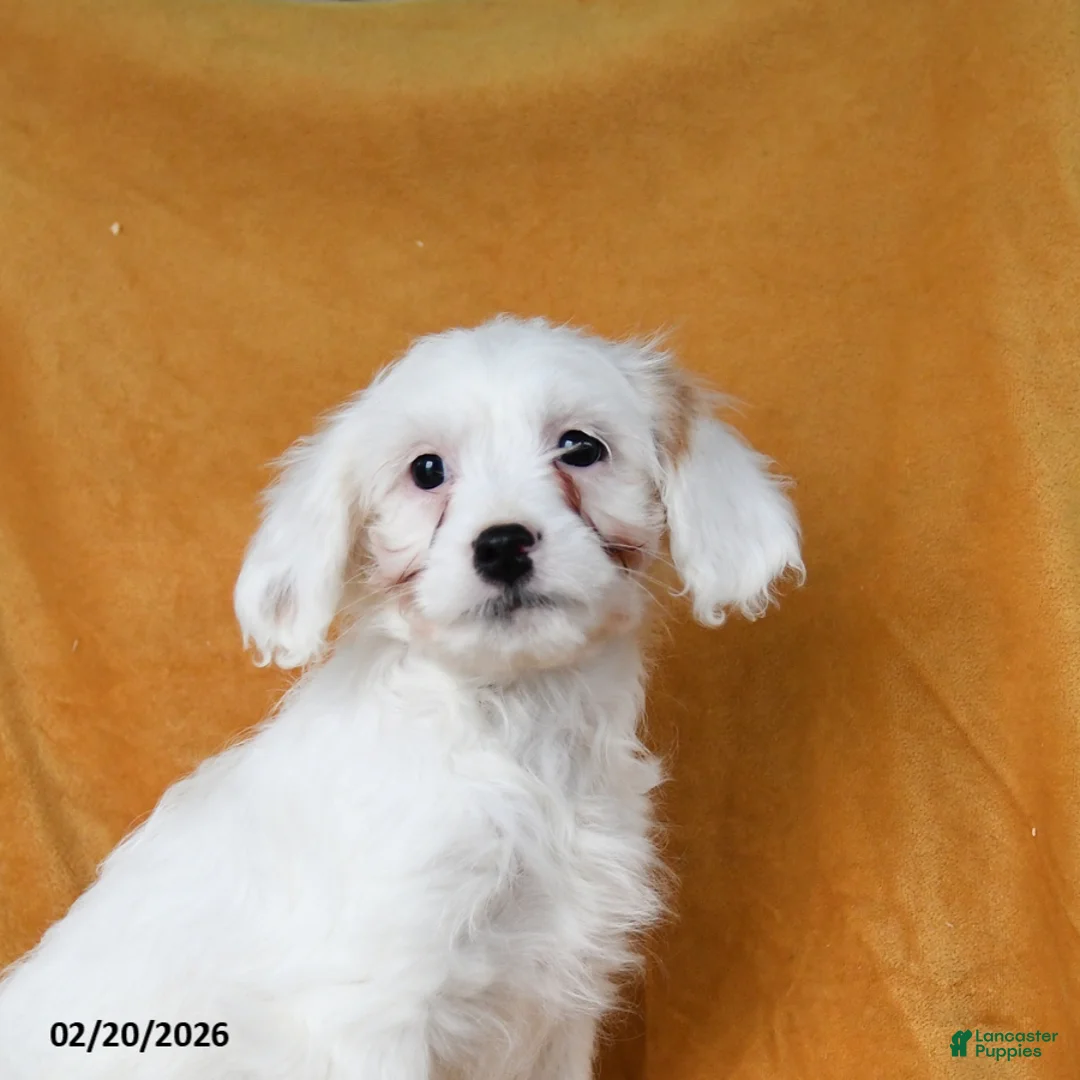 Cavapoo dogs for sale: Gidget - Ad 2