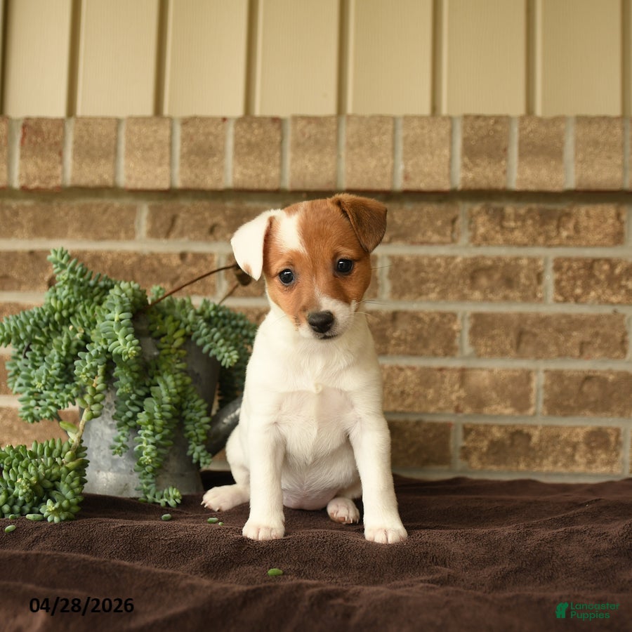 Jack Russell Terrier dogs Ruby - Ad 1