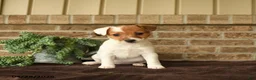 Jack Russell Terrier dogs for sale: Ruby - Ad 1