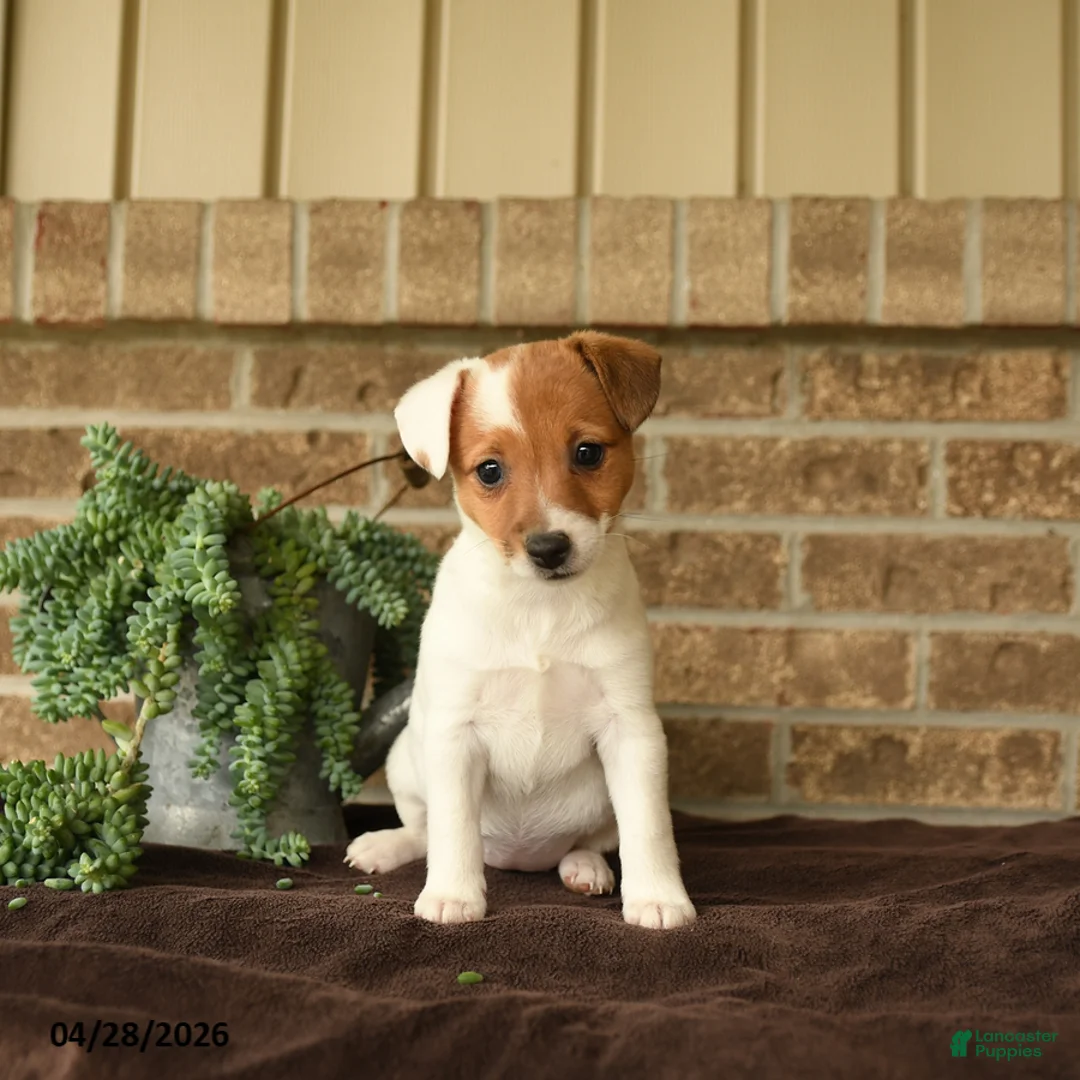 Jack Russell Terrier dogs for sale: Ruby - Ad 1