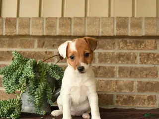 Jack Russell Terrier dogs for sale: Ruby - Ad 2