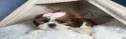 Shih Tzu dogs for sale: COOKIE - Ad 9