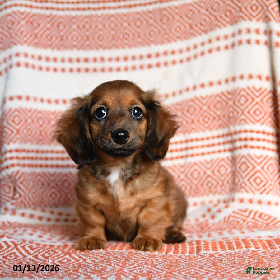 Miniature Dachshund dogs Riley - Ad 2