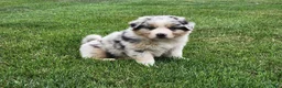 Australian Shepherd dogs for sale: Sitka - Ad 3