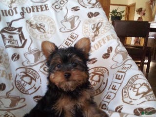Yorkiepoo dogs Bentley - Ad 12