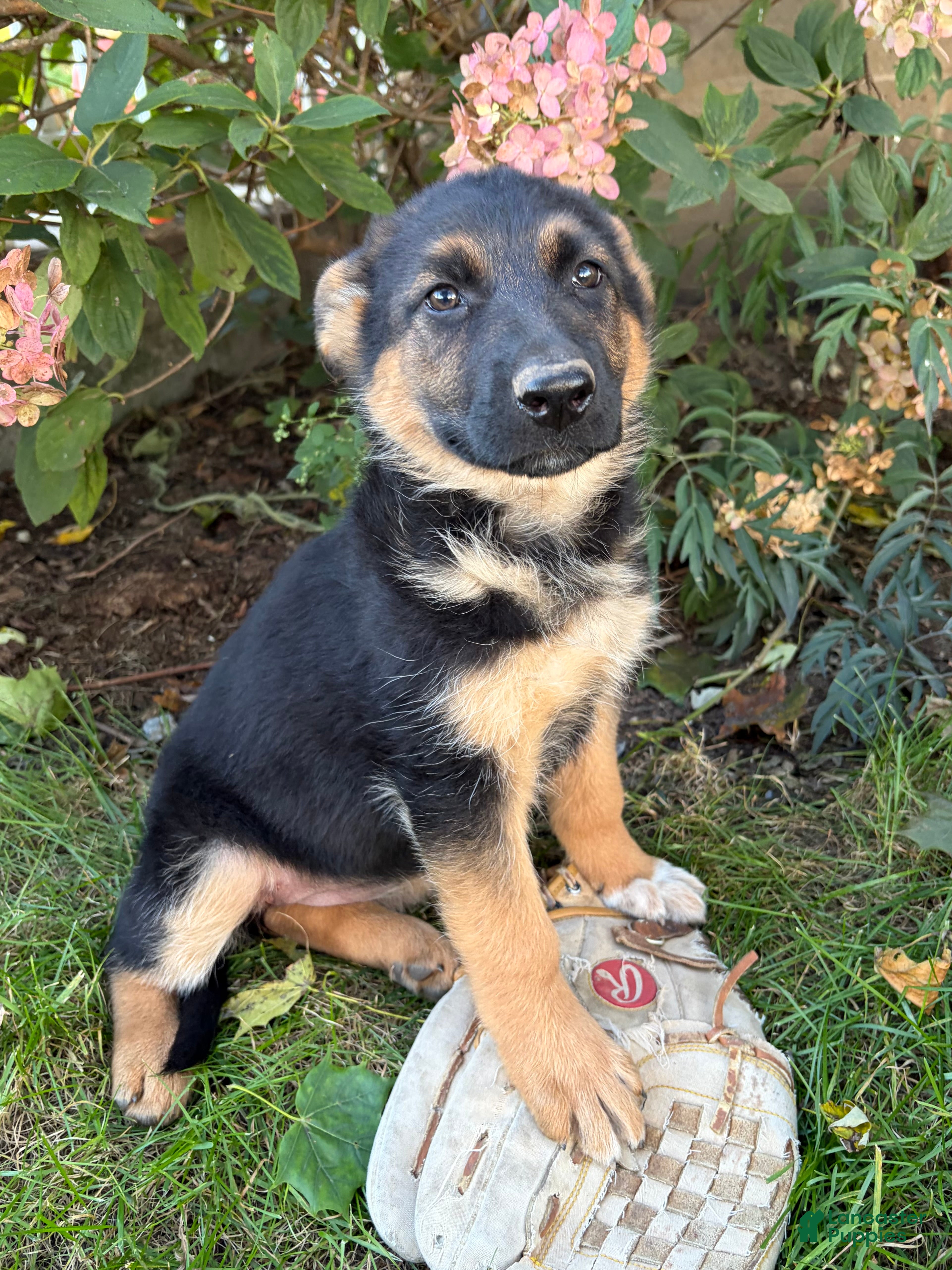 German Shepherd dogs Delaney - Ad 2