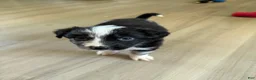 Australian Shepherd dogs for sale: Artemis  - Ad 2