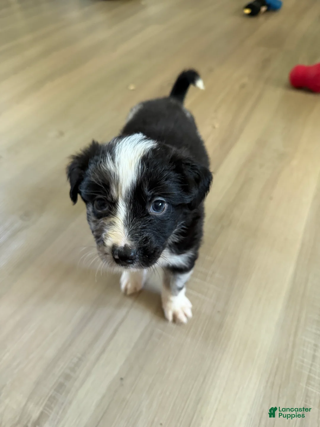 Australian Shepherd dogs for sale: Artemis  - Ad 2