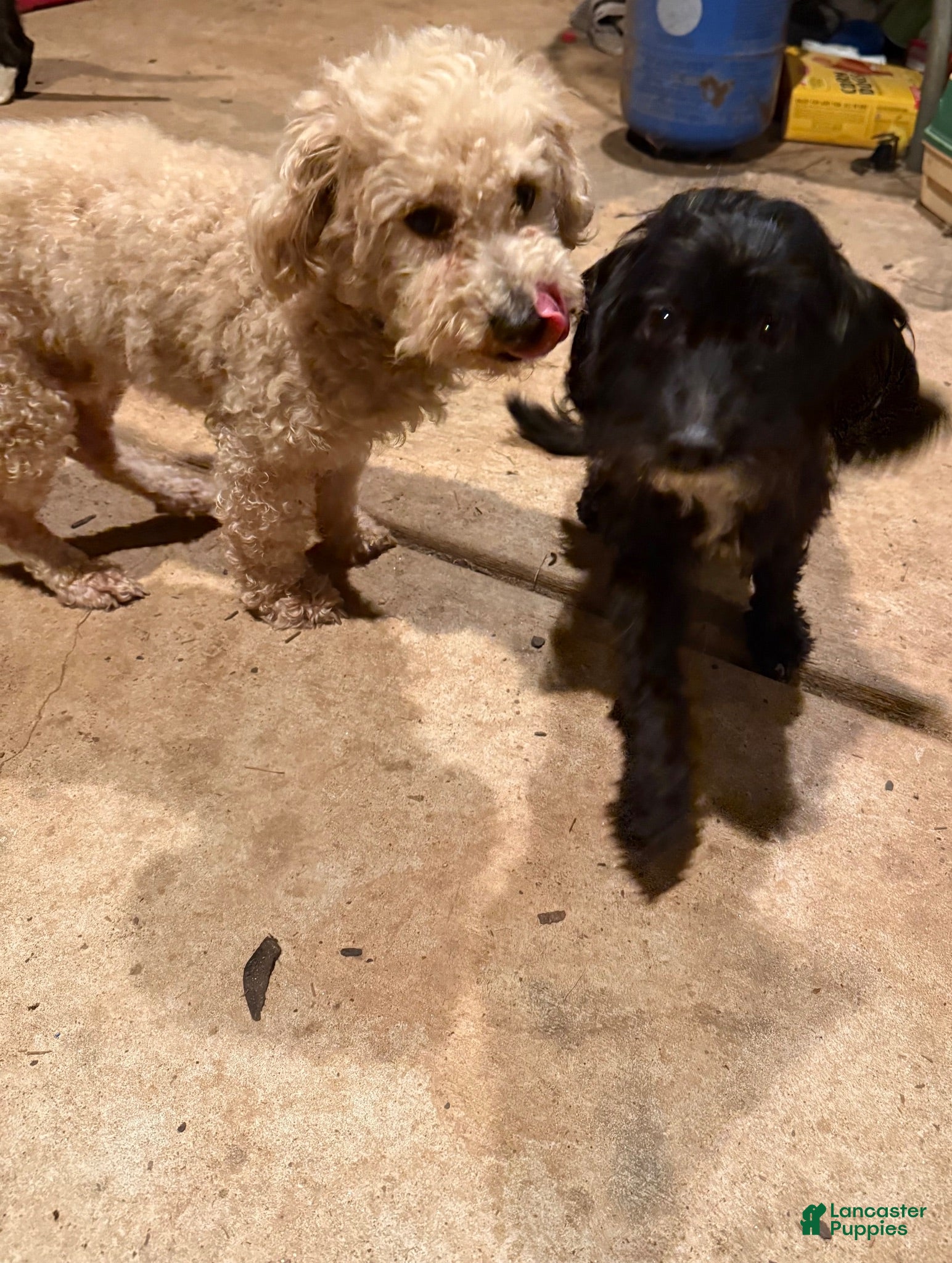 Bichpoo dogs Domino - Ad 2