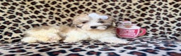 Maltipoo dogs for sale: Ginger - Ad 8