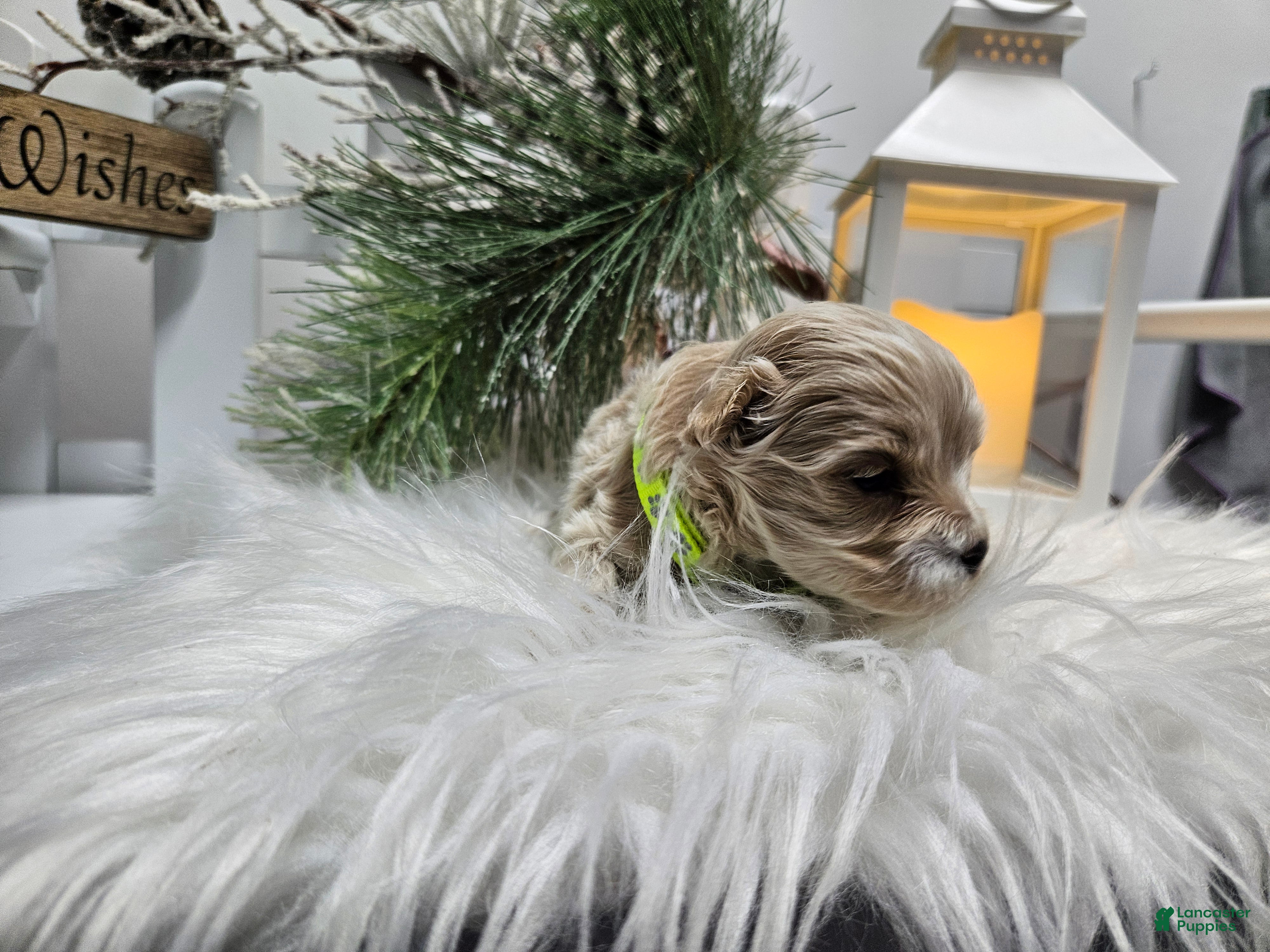 Maltipoo dogs Maltipoo Rambo Jaye - Ad 30