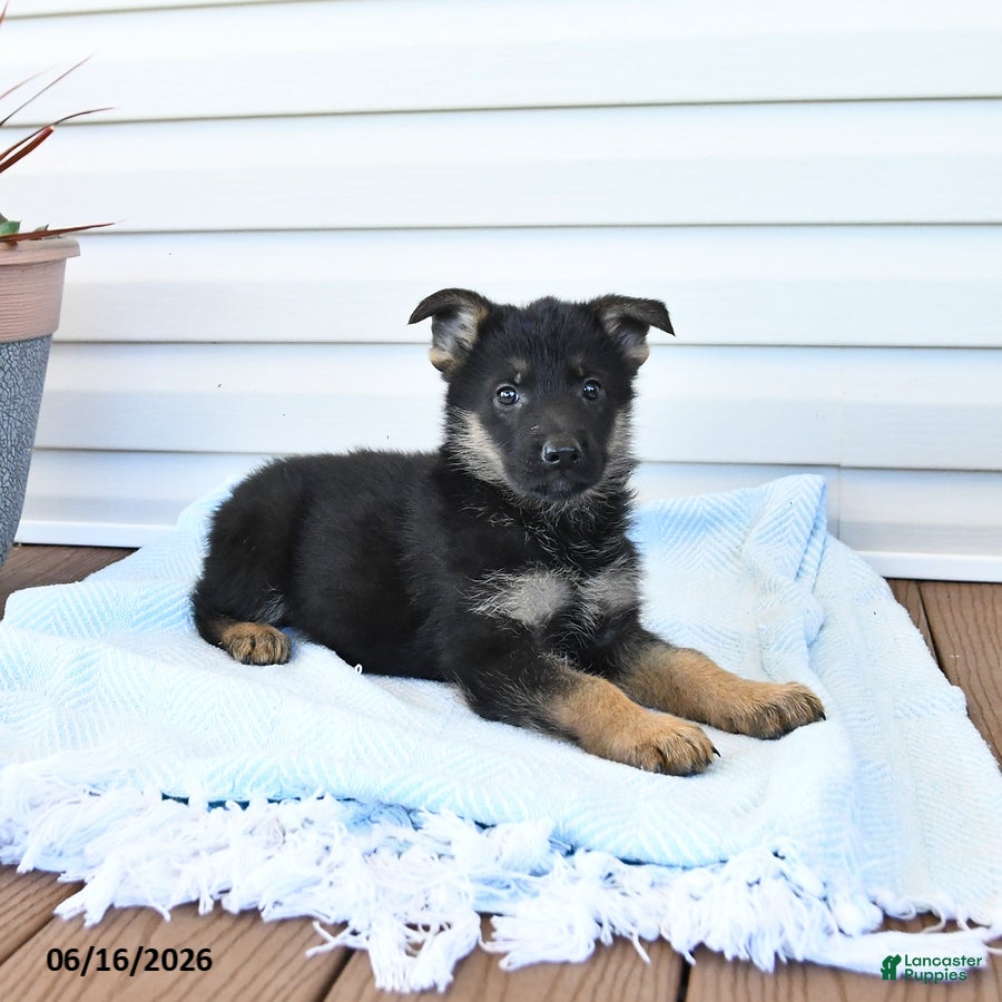 German Shepherd dogs Cash - Ad 2