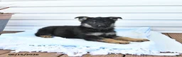 German Shepherd dogs for sale: Cash - Ad 2
