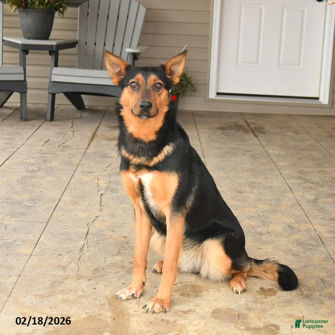 Mixed Breed dogs for sale: Cassie   - Ad 1