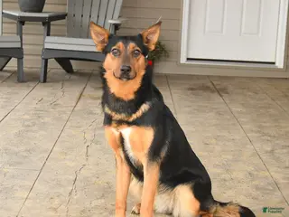 Mixed Breed dogs for sale: Cassie - Ad 4