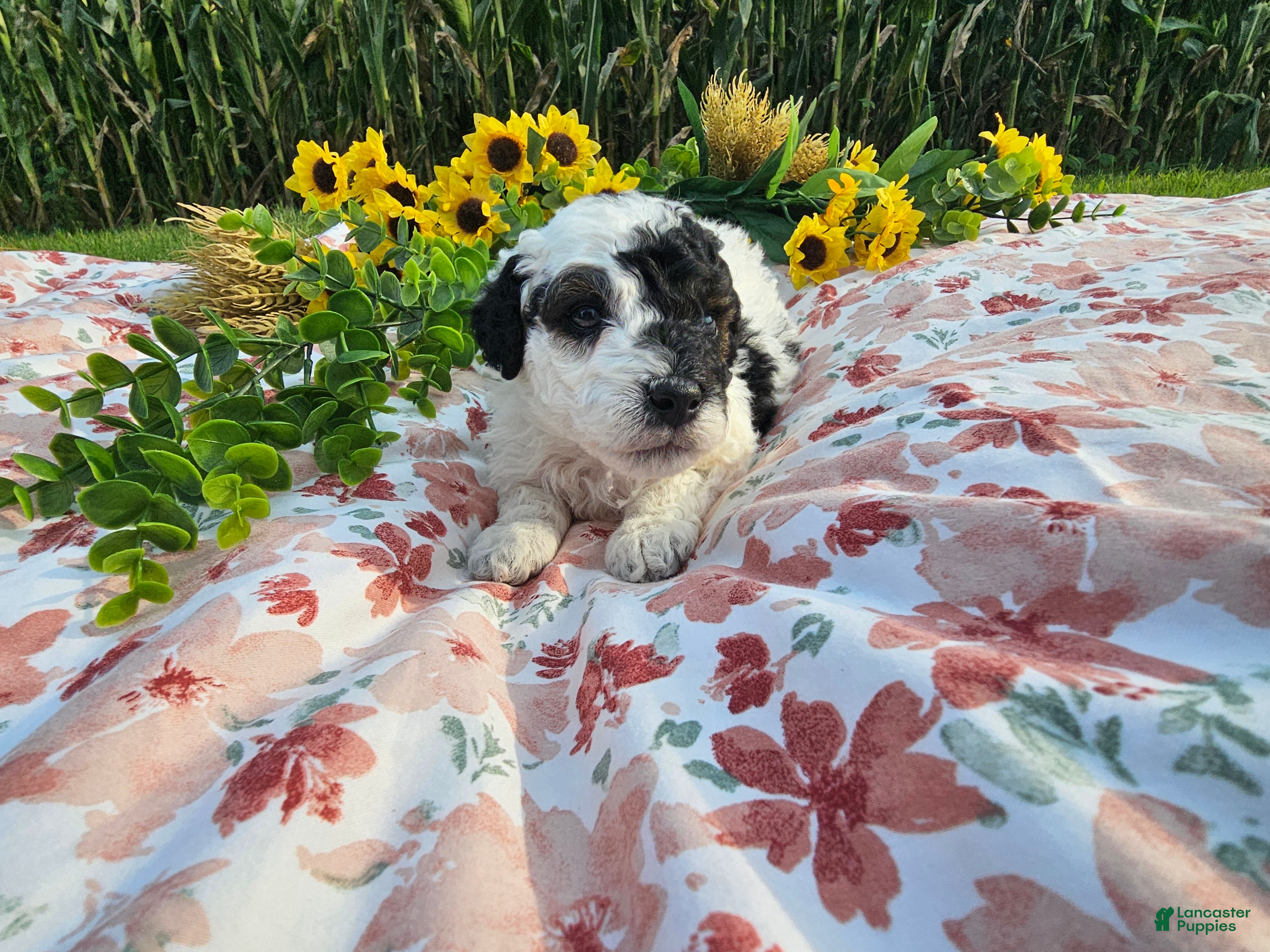 Mini Goldendoodle dogs Basil - Ad 1