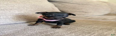 Miniature Pinscher 4
