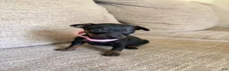 Miniature Pinscher dogs for sale: Miniature Pinscher 4 - Ad 1
