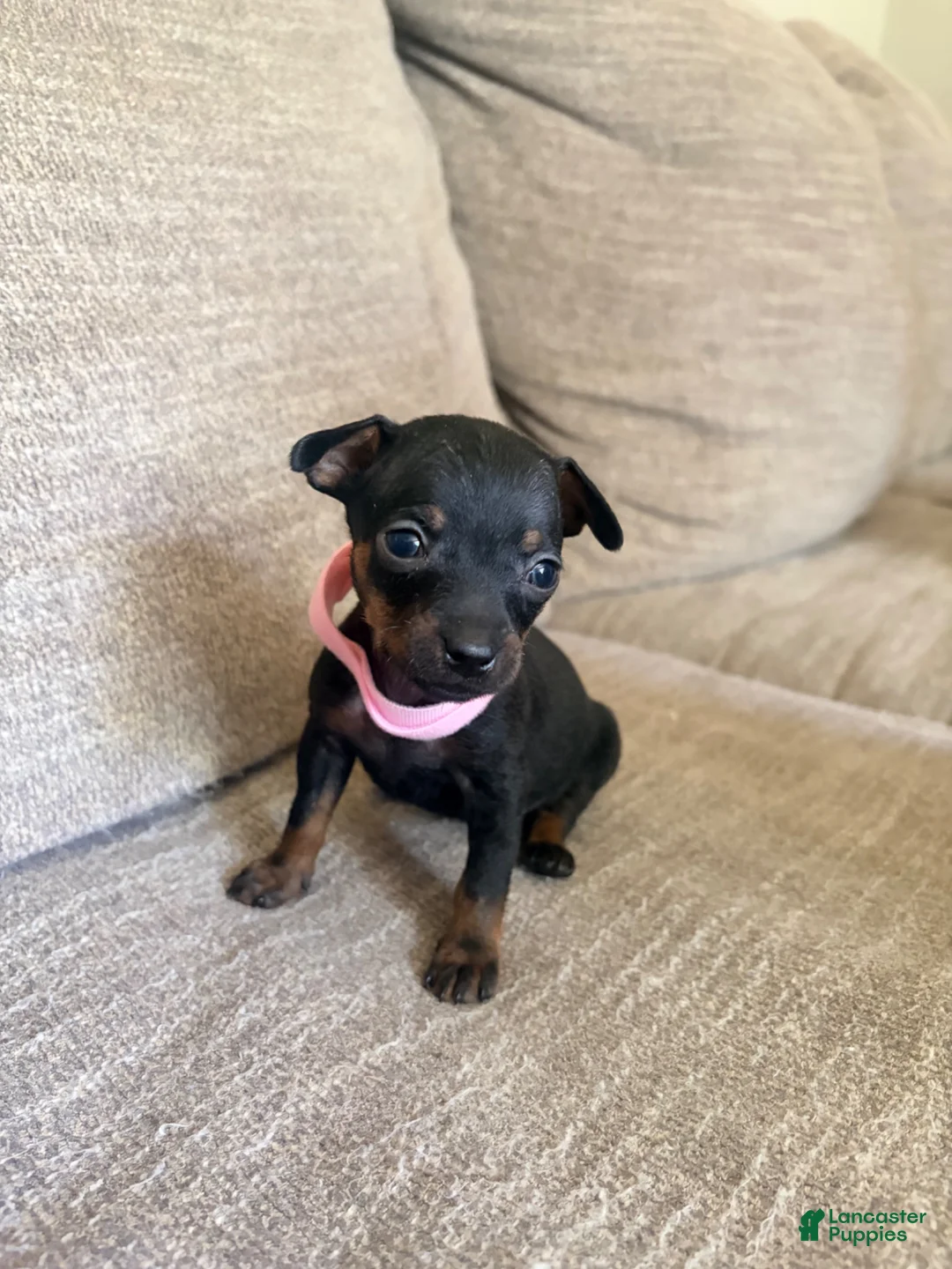 Miniature Pinscher dogs for sale: Miniature Pinscher 4 - Ad 1