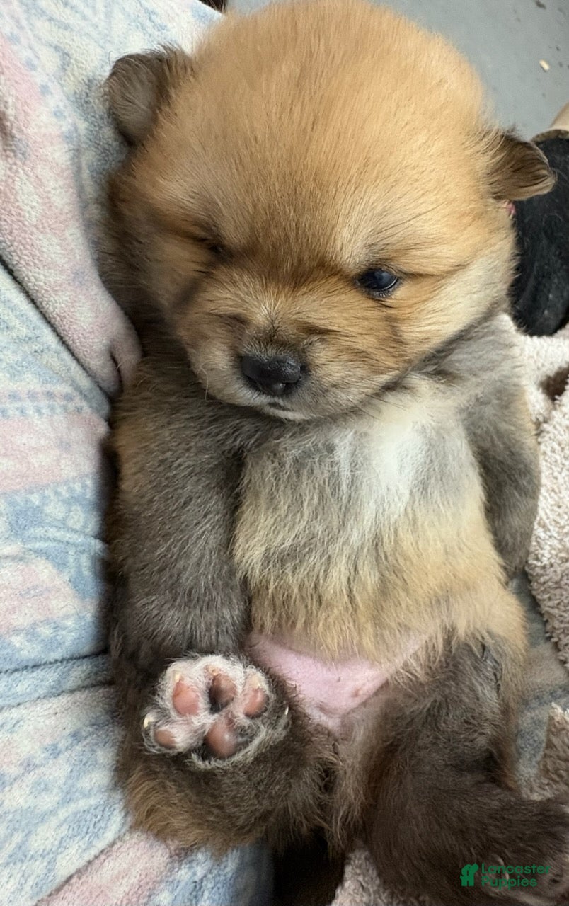 Pomeranian dogs Tawny - Ad 4