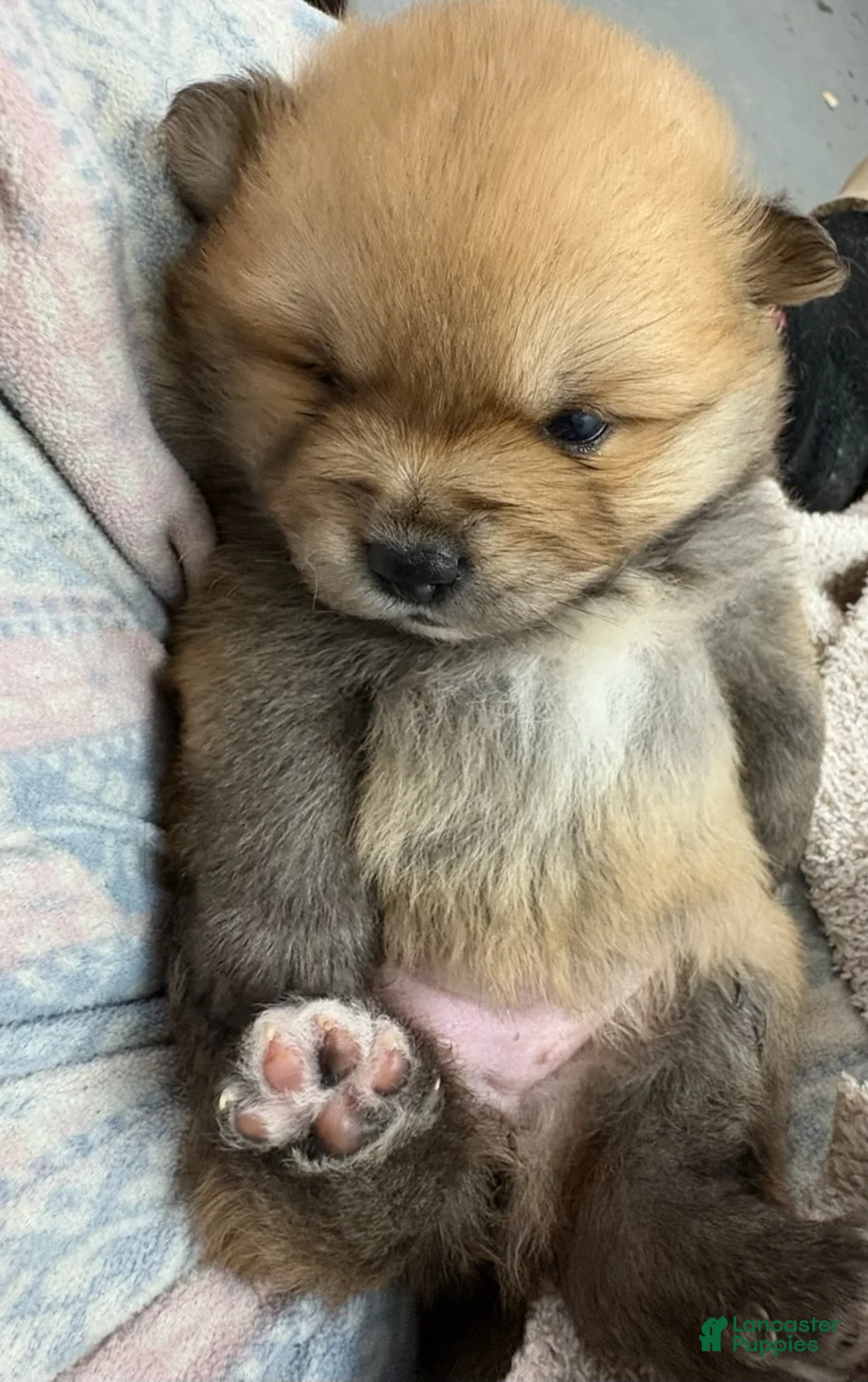 Pomeranian dogs for sale: Tawny - Ad 1
