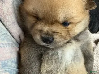 Pomeranian dogs Tawny - Ad 4