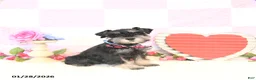 Miniature Schnauzer dogs for sale: Kyah - Ad 1