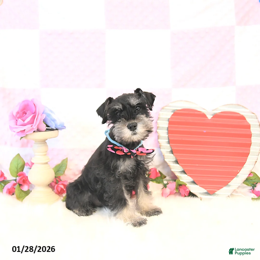 Miniature Schnauzer dogs for sale: Kyah - Ad 1