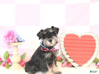 Miniature Schnauzer dogs for sale: Kyah - Ad 1