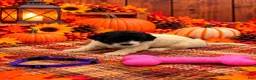 Mixed Breed dogs for sale: Sadie - Purple Collar Pyredoodle - Ad 4