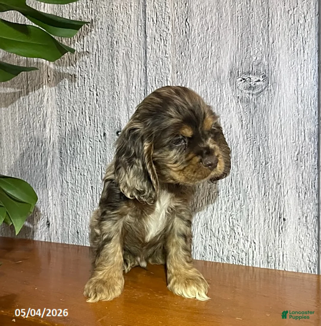 Cocker Spaniel dogs for sale: Arlin - Ad 4