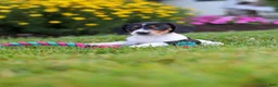 Miniature Dachshund dogs for sale: Hunter - Ad 6