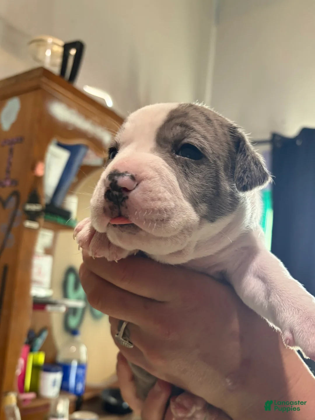 American Bully dogs for sale: Merle American Bully Puppy 1 - Ad 1