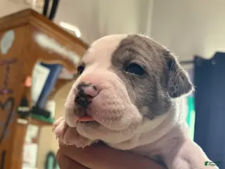 American Bully dogs Merle American Bully Puppy 1 - Ad 15