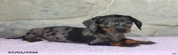 Miniature Dachshund dogs for sale: Carson - Ad 3