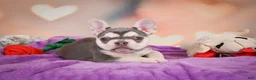 French Bulldog dogs for sale: Sandra - Ad 6