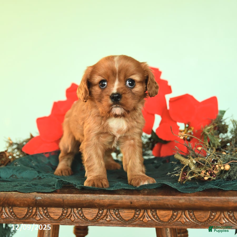 Cavalier King Charles Spaniel dogs Noelle - Ad 27