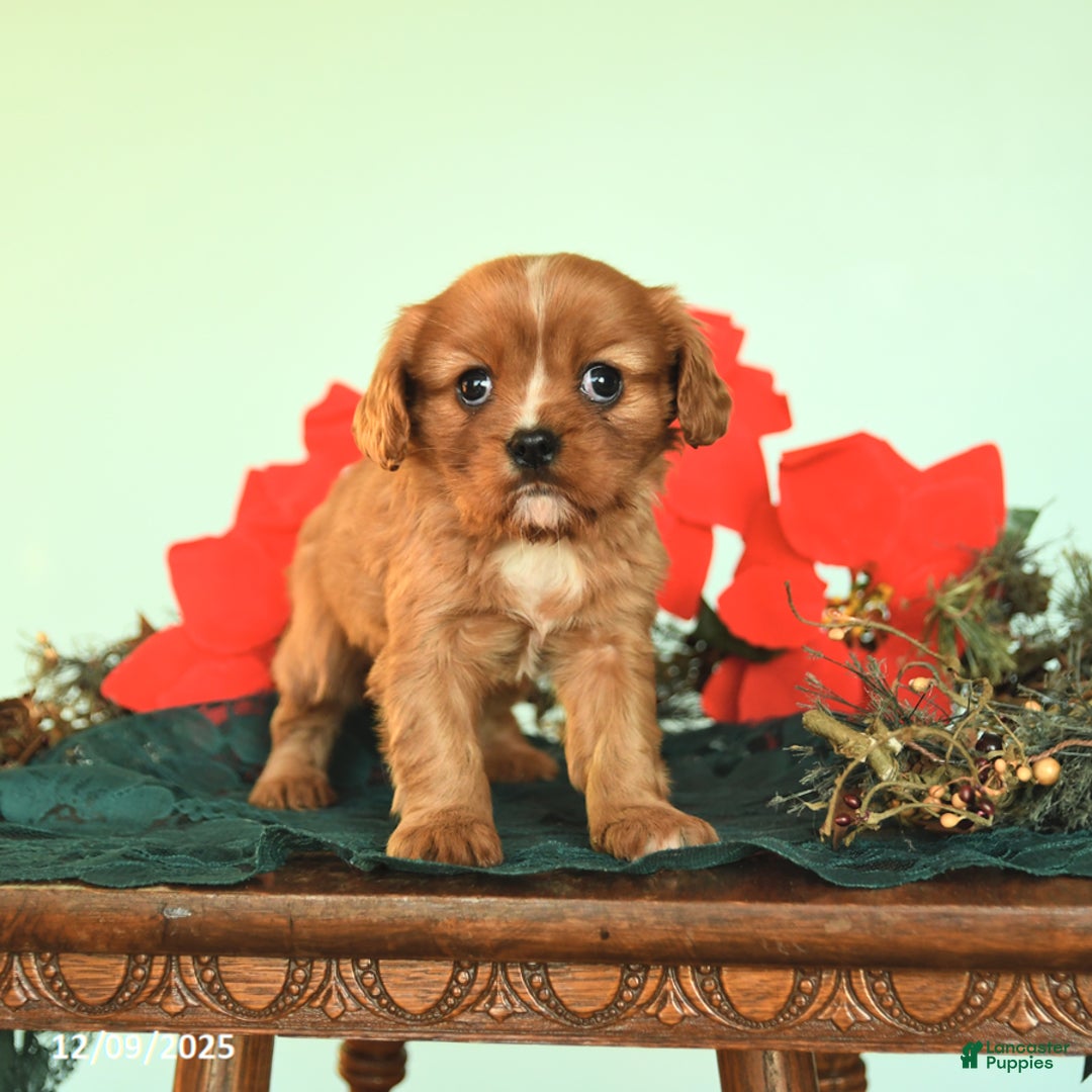 Cavalier King Charles Spaniel dogs for sale: Noelle - Ad 1