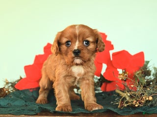 Cavalier King Charles Spaniel dogs for sale: Noelle - Ad 1