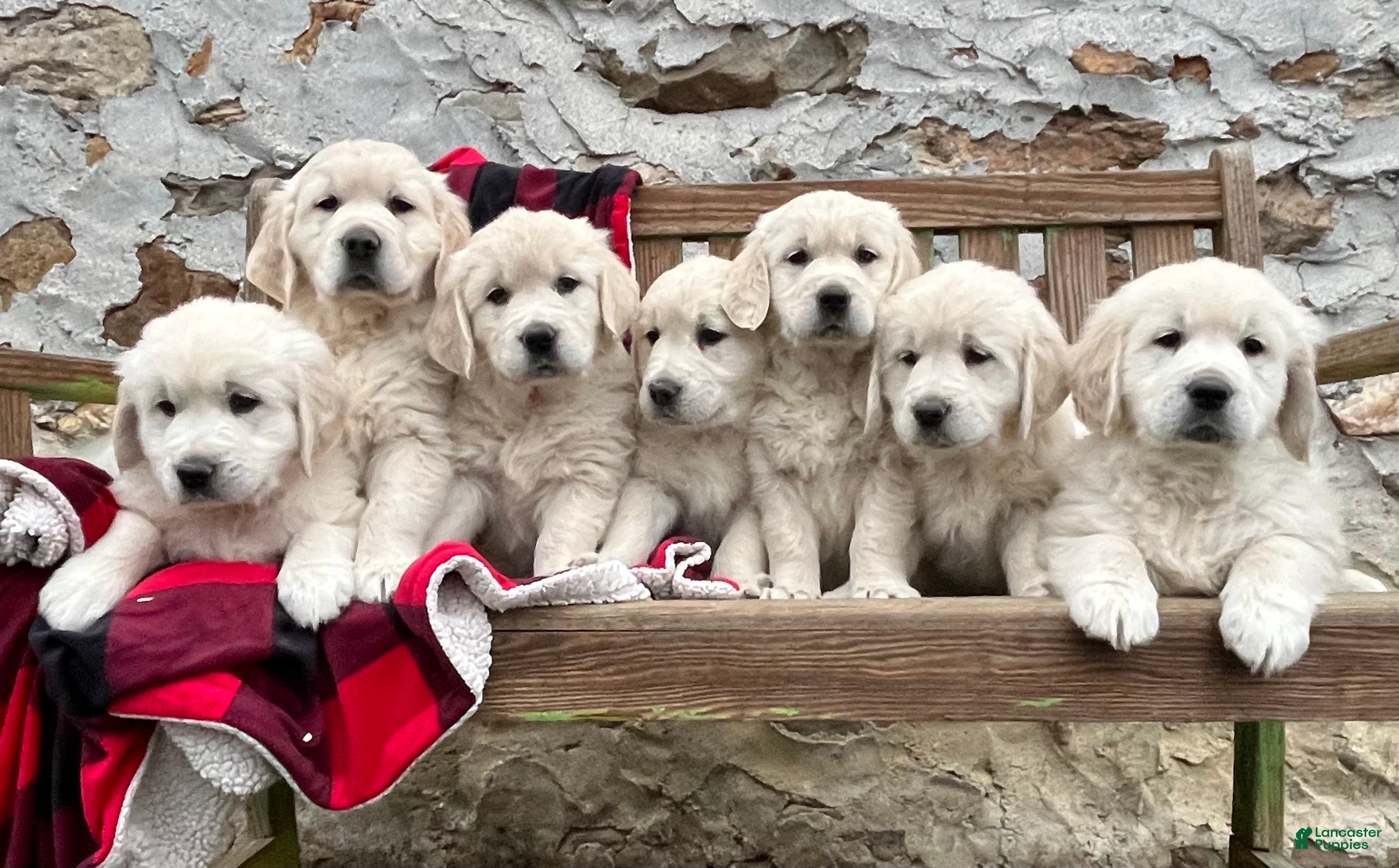 Golden Retriever dogs for sale: Beautiful ❤️🐾AKC 🐾❤️Text or call 717-837-3587 To schedule a play date today  - Ad 2