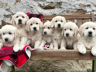 Golden Retriever dogs for sale: Beautiful ❤️🐾AKC 🐾❤️Text or call 717-837-3587 To schedule a play date today - Ad 2