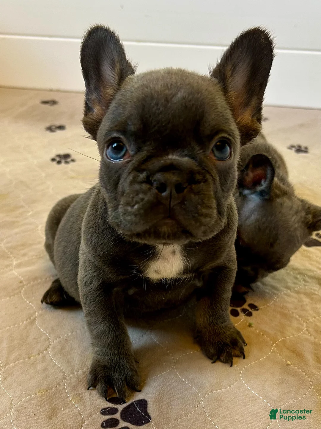 French Bulldog dogs for sale: Hershey - Ad 22