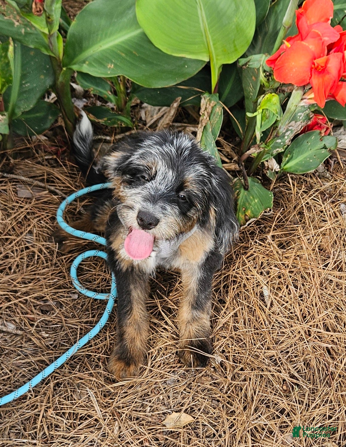 Mini Bernedoodle dogs F1b Kelsey - Ad 1