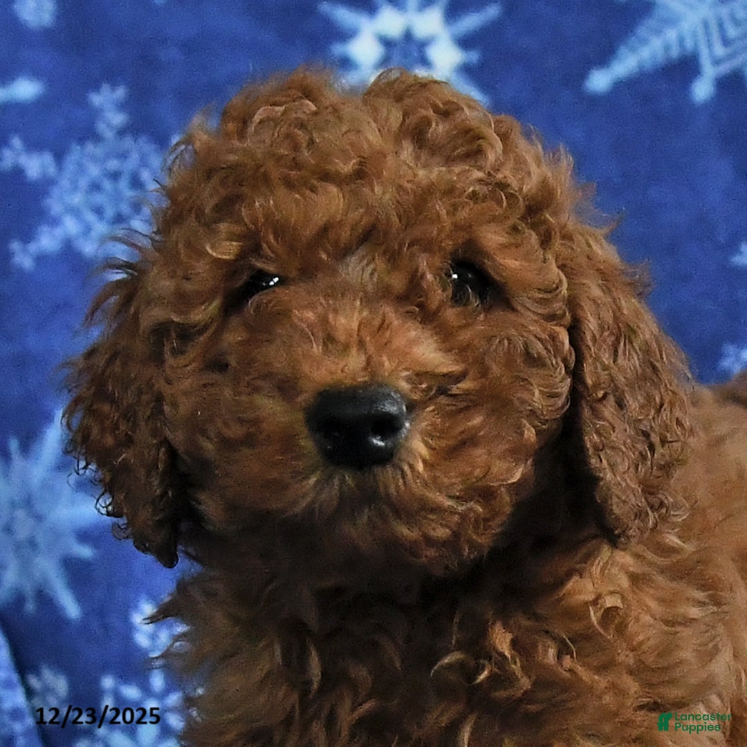 Mini Goldendoodle dogs for sale: Earl - Ad 3