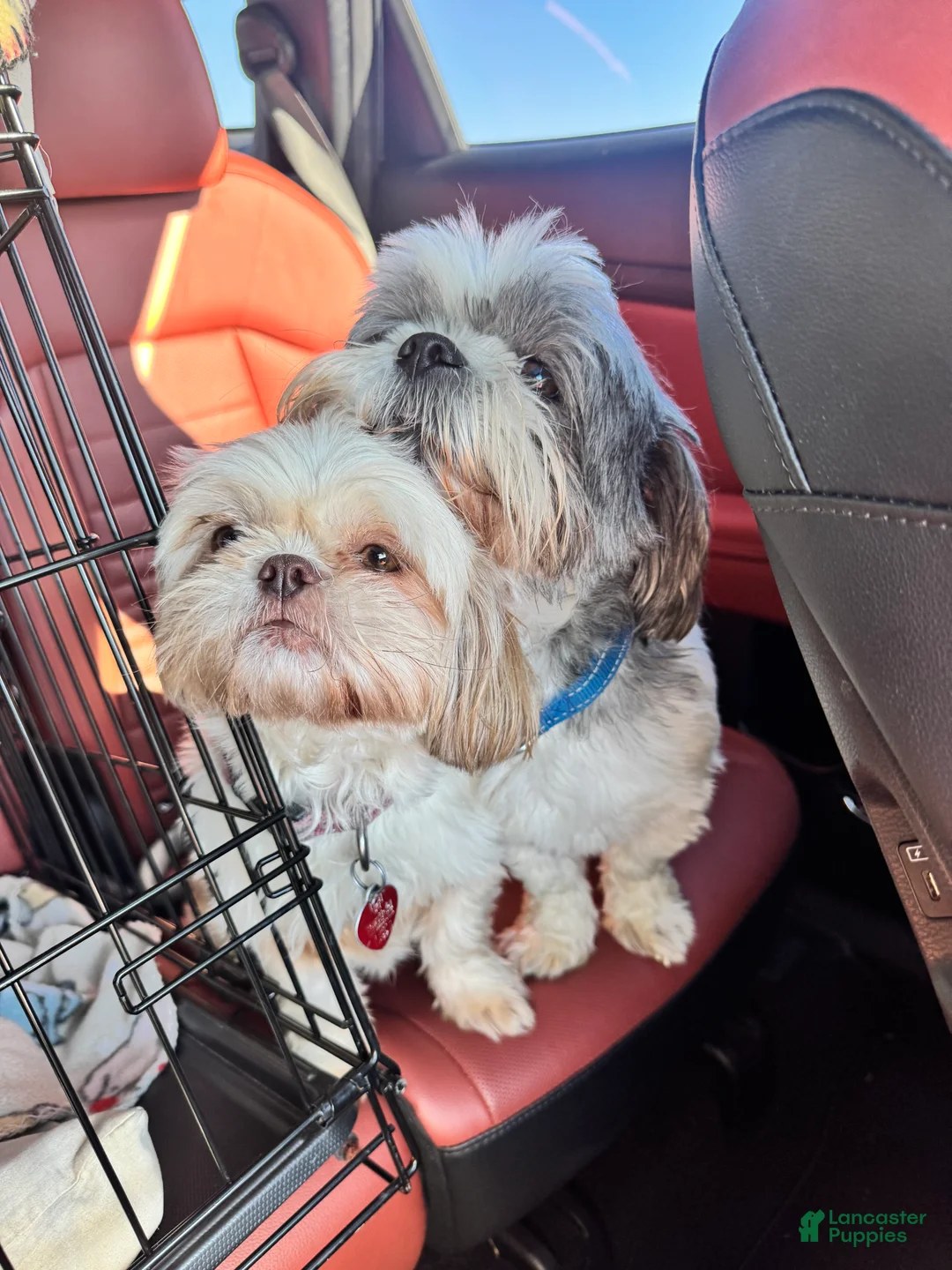 Gallery Image {{count}}