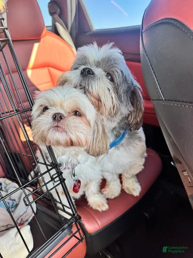 Gallery Image {{count}}