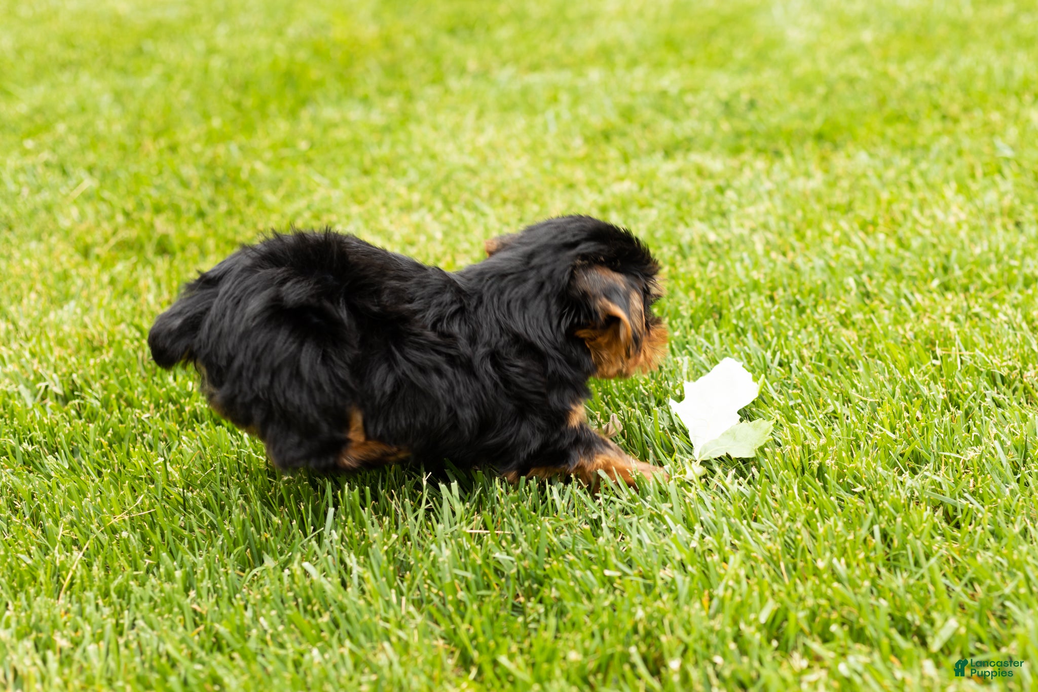 Yorkshire Terrier dogs for sale: Mike  - Ad 4