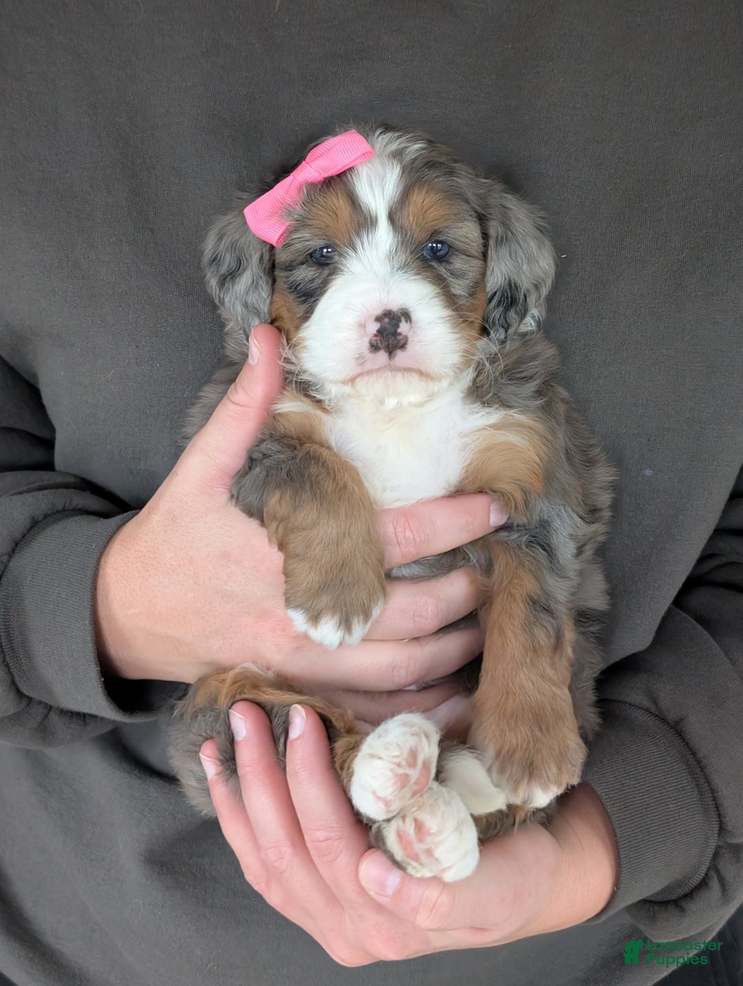 Mini Bernedoodle dogs for sale: Mini Indy  - Ad 25