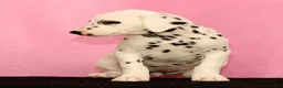 Dalmatian dogs for sale: Janice - Ad 3